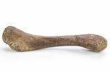 Cretaceous Fossil Crocodyliform (Borealosuchus?) Femur - Wyoming #306849-1